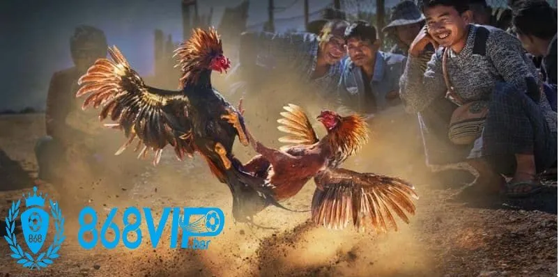 Khám phá chuyên mục Đá gà online tại 868vip – Sôi động và minh bạch