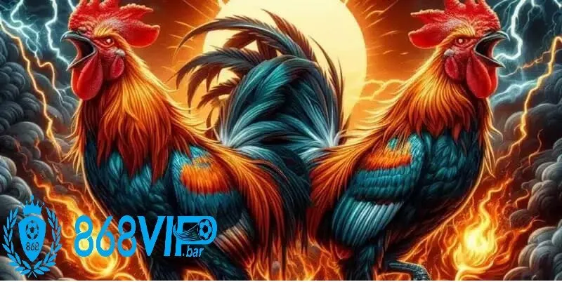 Sảnh Đá Gà Cựa Dao 868vip – Trực tiếp sôi động, tỷ lệ thắng hấp dẫn